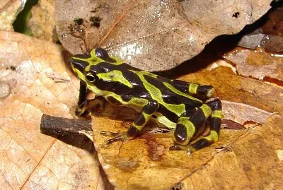 Atelopus spurrelli