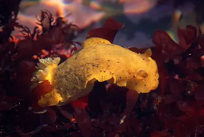 Anisodoris nobilis
