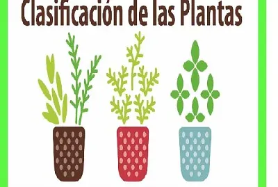 LAS PLANTAS