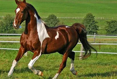 CABALLO PINTO