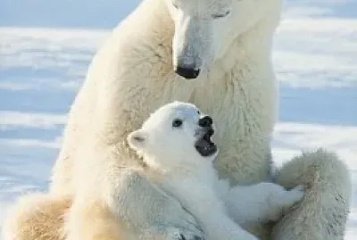 Arma el rompecabezas