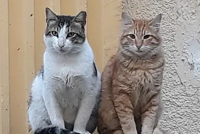 Two of the many street cats in my neighborhood