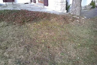 Primevères Chaumont