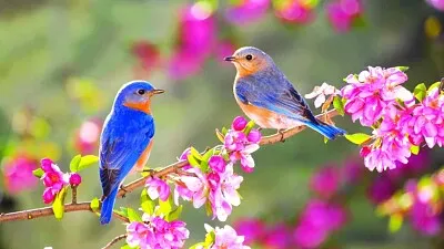 Spring Birds
