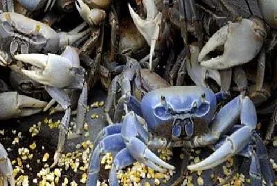 פאזל של CANGREJOS