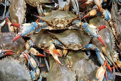 פאזל של BURUQUENAS