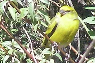 Canarino frontegialla