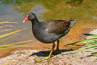Gallinella tenebrosa