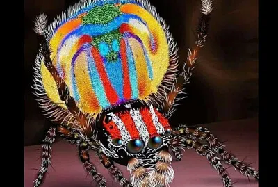 araña