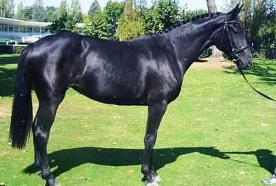 Hanoveriano jigsaw puzzle