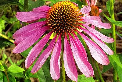 echinacea