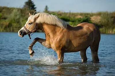 Haflinger jigsaw puzzle
