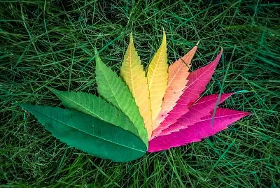 Folhas jigsaw puzzle