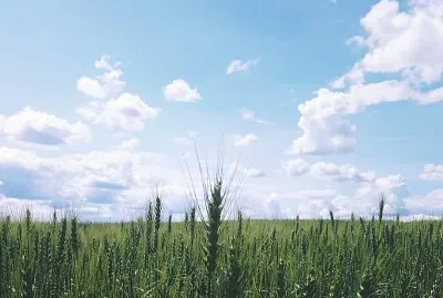 Plantação