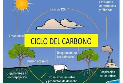 ciclo del carbono