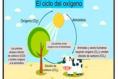ciclo del oxigeno