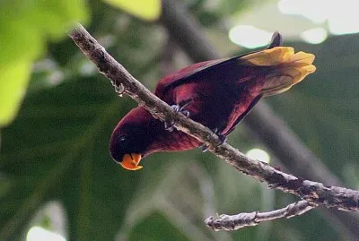 Lorichetto di Pohnpei