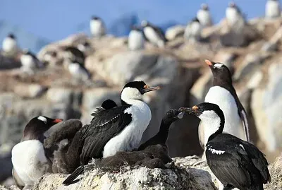Shag antartico jigsaw puzzle