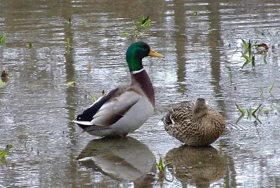 canard