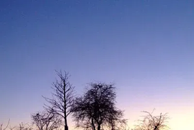 פאזל של arbre et lumière