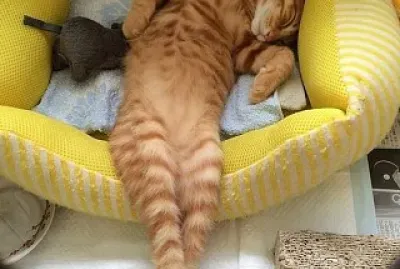 Descansando