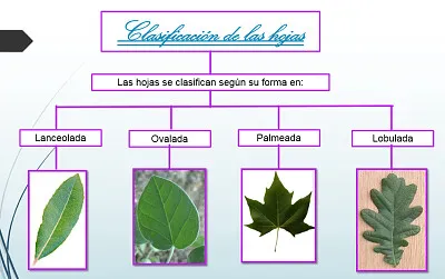 Clasificación de las hojas jigsaw puzzle