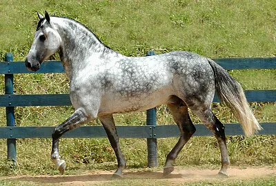 Mangalarga Marchador jigsaw puzzle