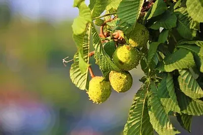 Imagem jigsaw puzzle