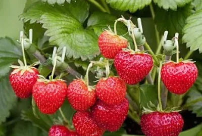 frutillas