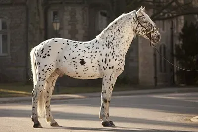 Knabstrupper jigsaw puzzle