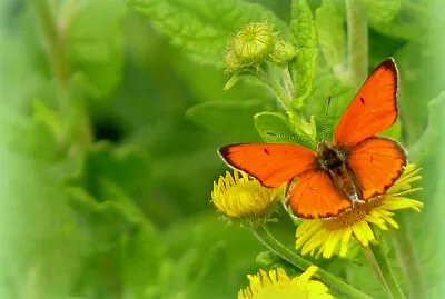פאזל של Papillon cuivré des marais
