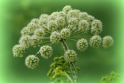 Fleur d 'Angélique