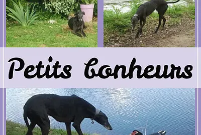 Odin et Coincoin le canard  à Trédion