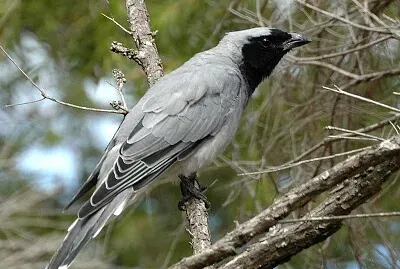Cuckoo shrike jigsaw puzzle