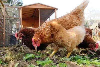 poules