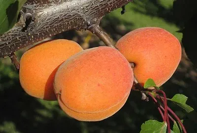 פאזל של abricot