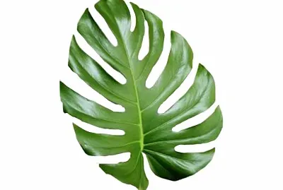 ShenLong jigsaw puzzle