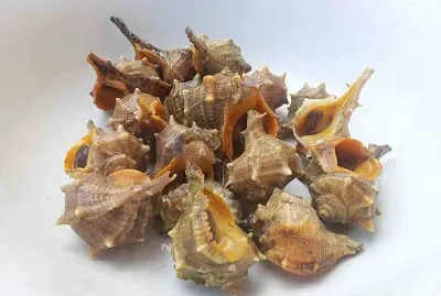 Garusoli
