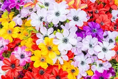 flores