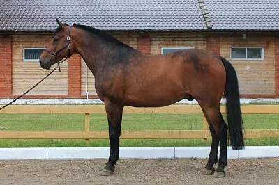 Oldemburgo jigsaw puzzle