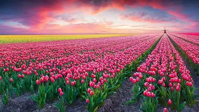 Campo de Flores Rosas jigsaw puzzle