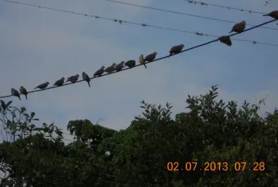 paisajes - animales jigsaw puzzle