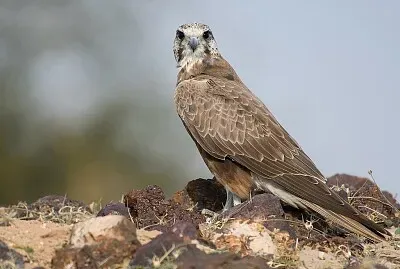 Laggar falcon jigsaw puzzle