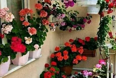 Flores jigsaw puzzle