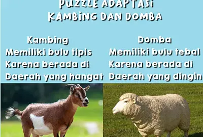 Puzzle Adaptasi