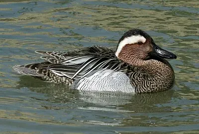 Garganey