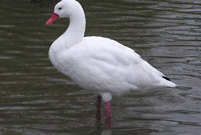 Cigno di coscoroba jigsaw puzzle