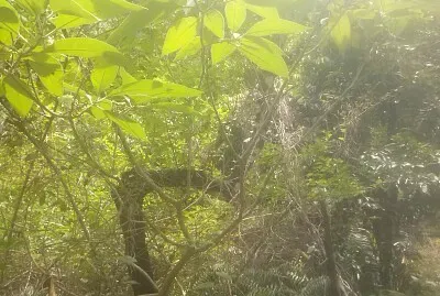 famille jigsaw puzzle