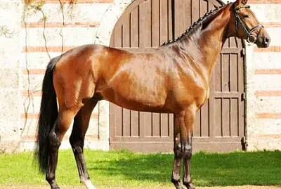 Trakehner
