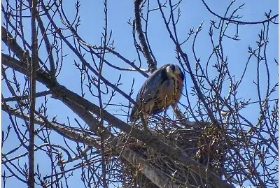 airone jigsaw puzzle